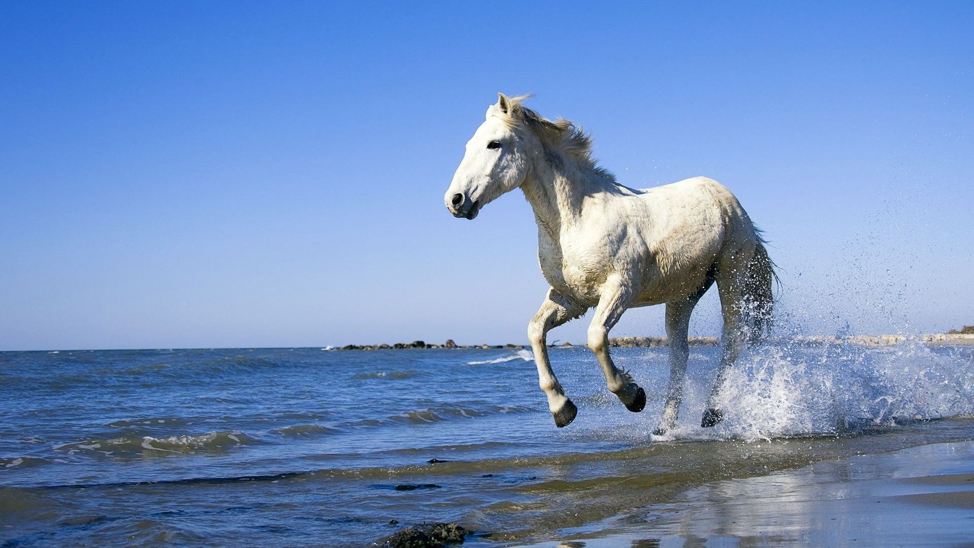 White Arabian Horse Rearing Up Stock Photo - Download Image Now - White  Horse, Horse, Arabian Horse - iStock