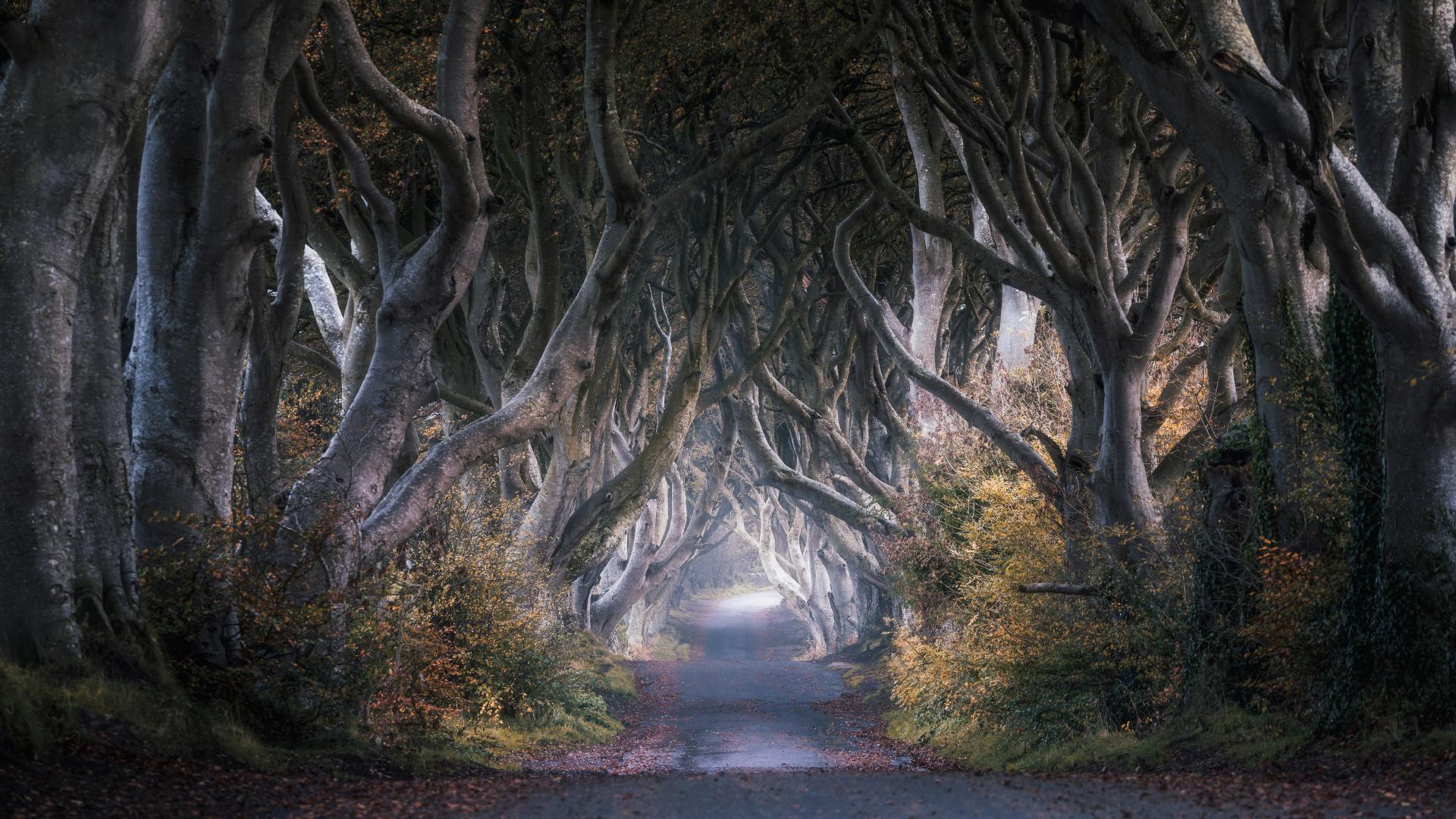 The Dark Hedges Northern Ireland