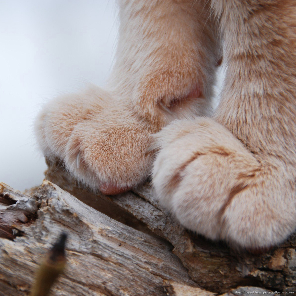 Free download This page contains pictures and information about Stick