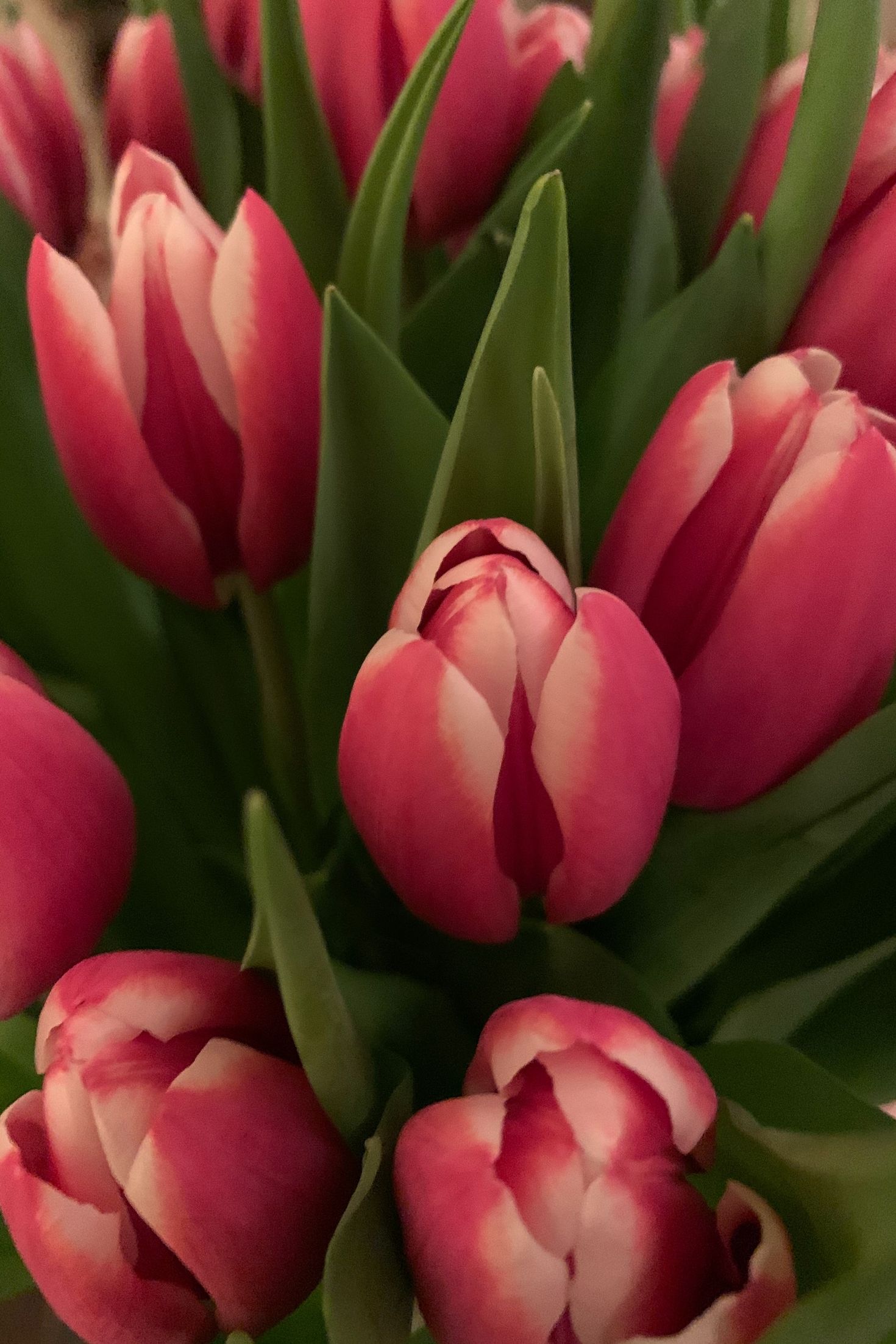 Tulip Wallpaper For iPhone