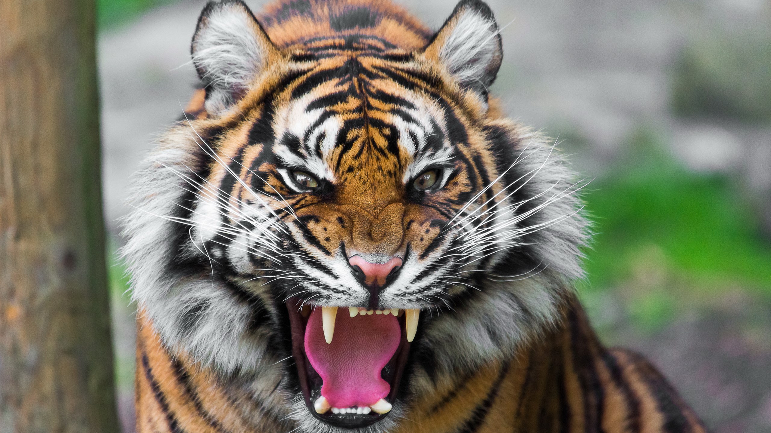 Roaring Tiger Wallpaper HD 4k Image