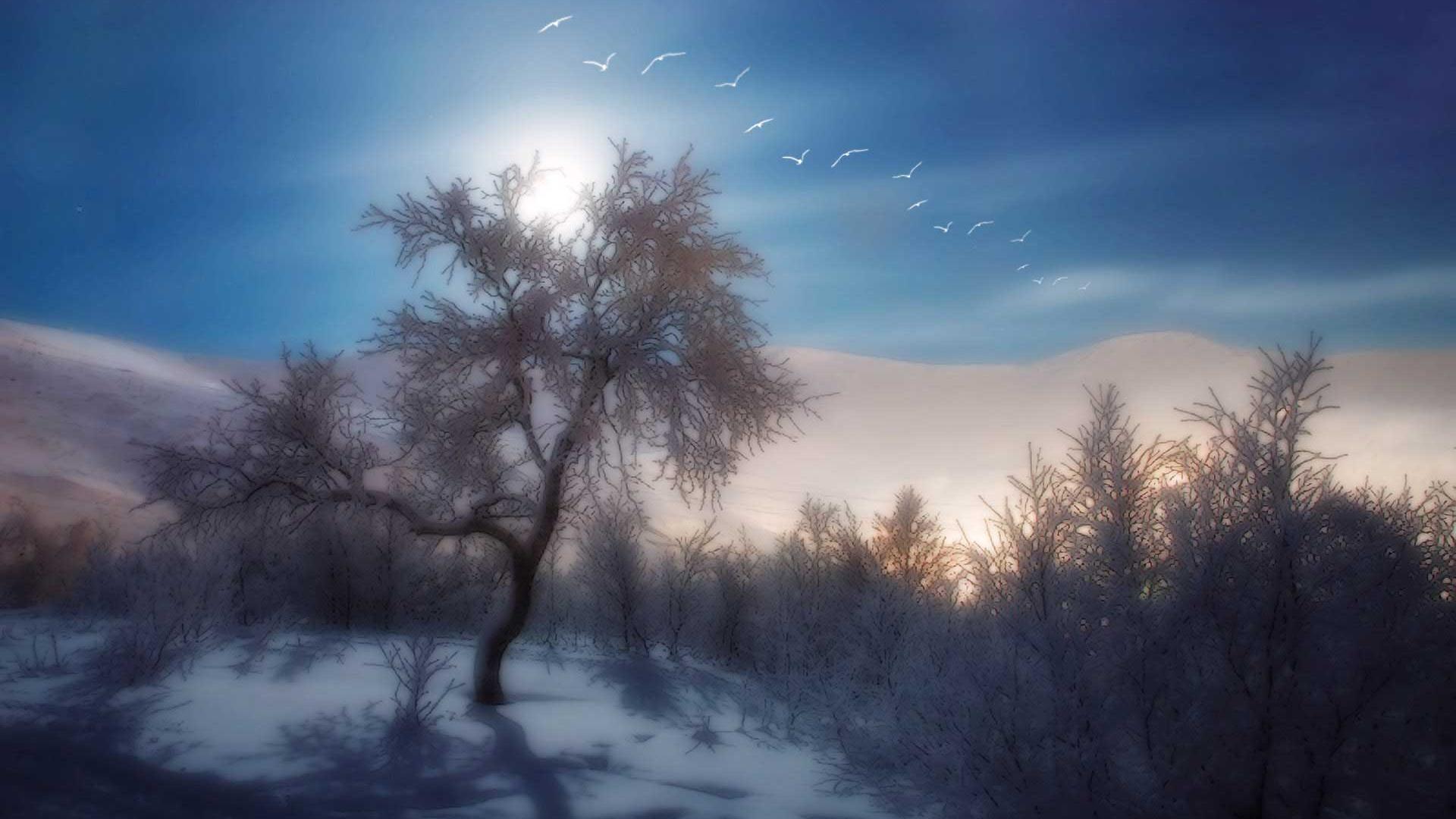 HD Snow World And Birds Of Winter Wallpaper Wide