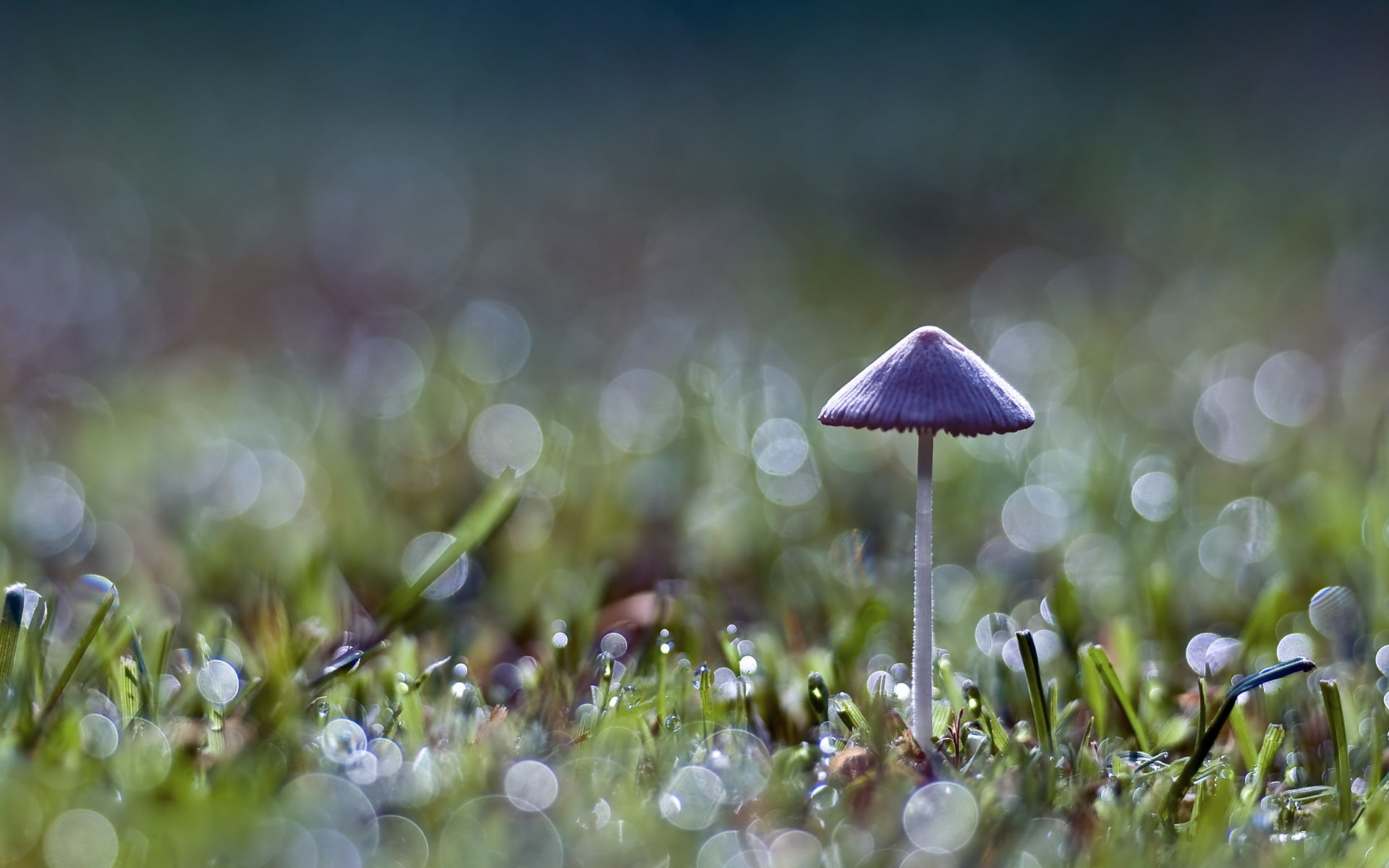 Little Mushroom Wallpaper HD