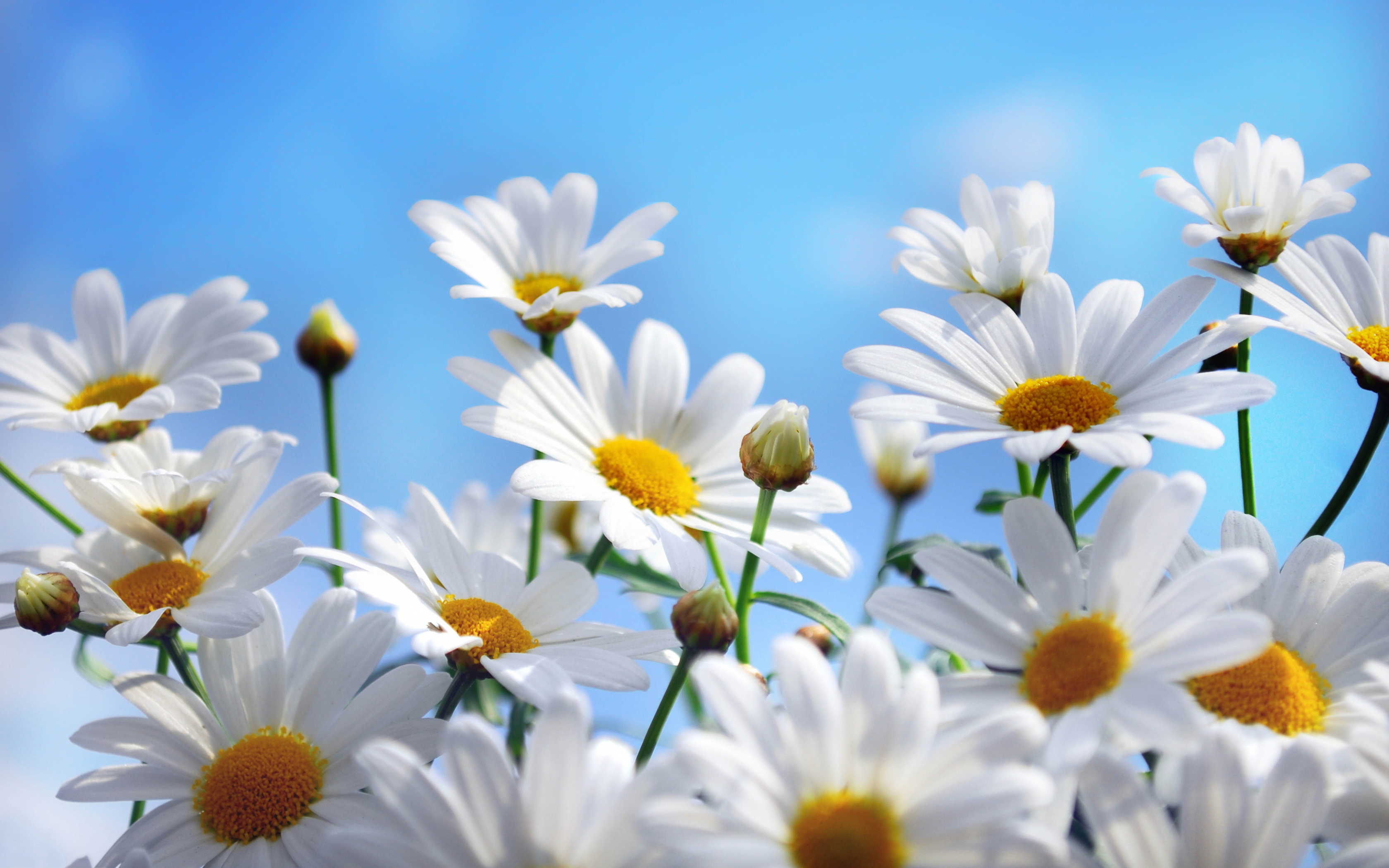 Daisy Background Wallpaper