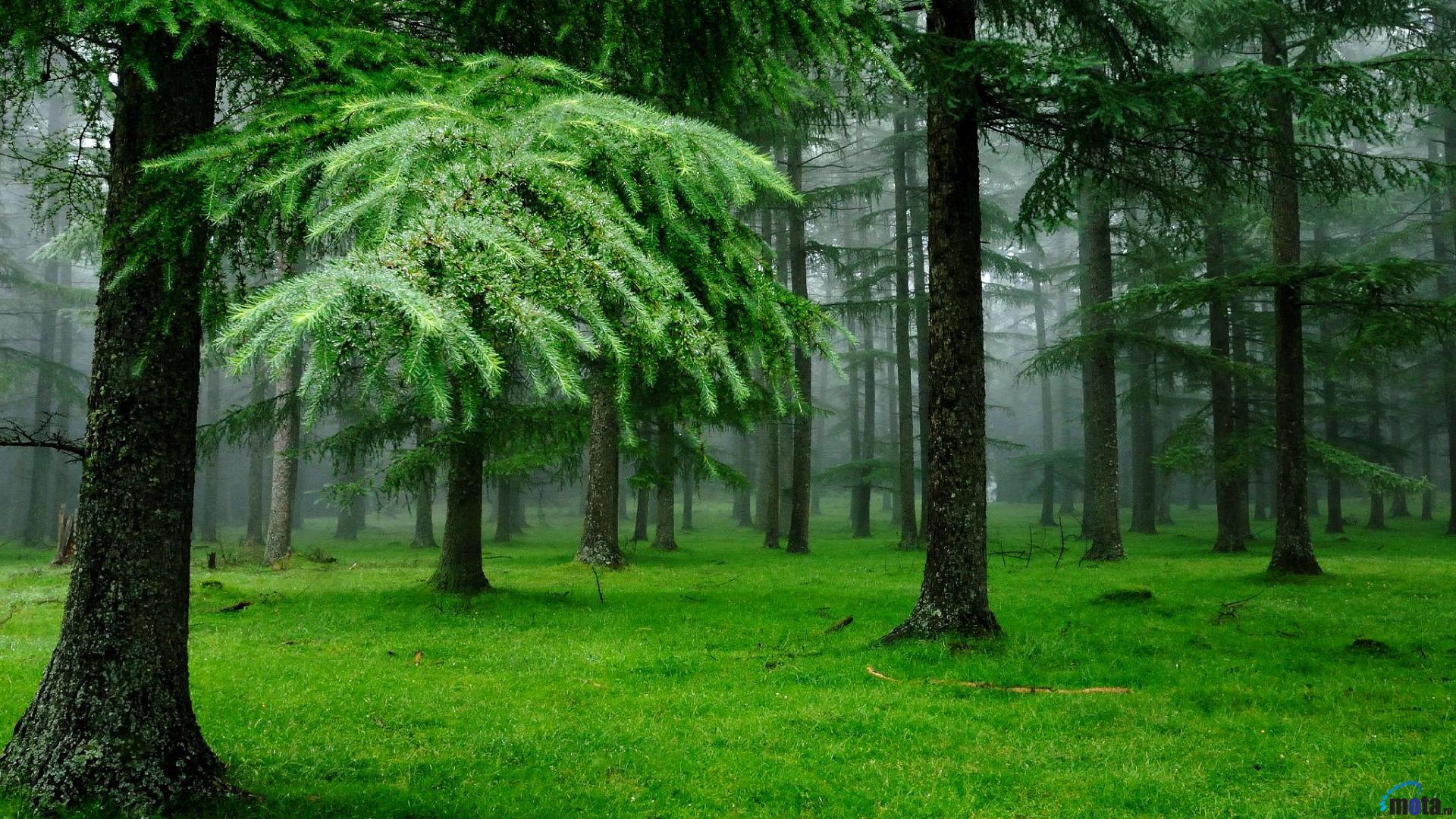 Wallpaper Spruce Forest After The Rain X HDtv 1080p