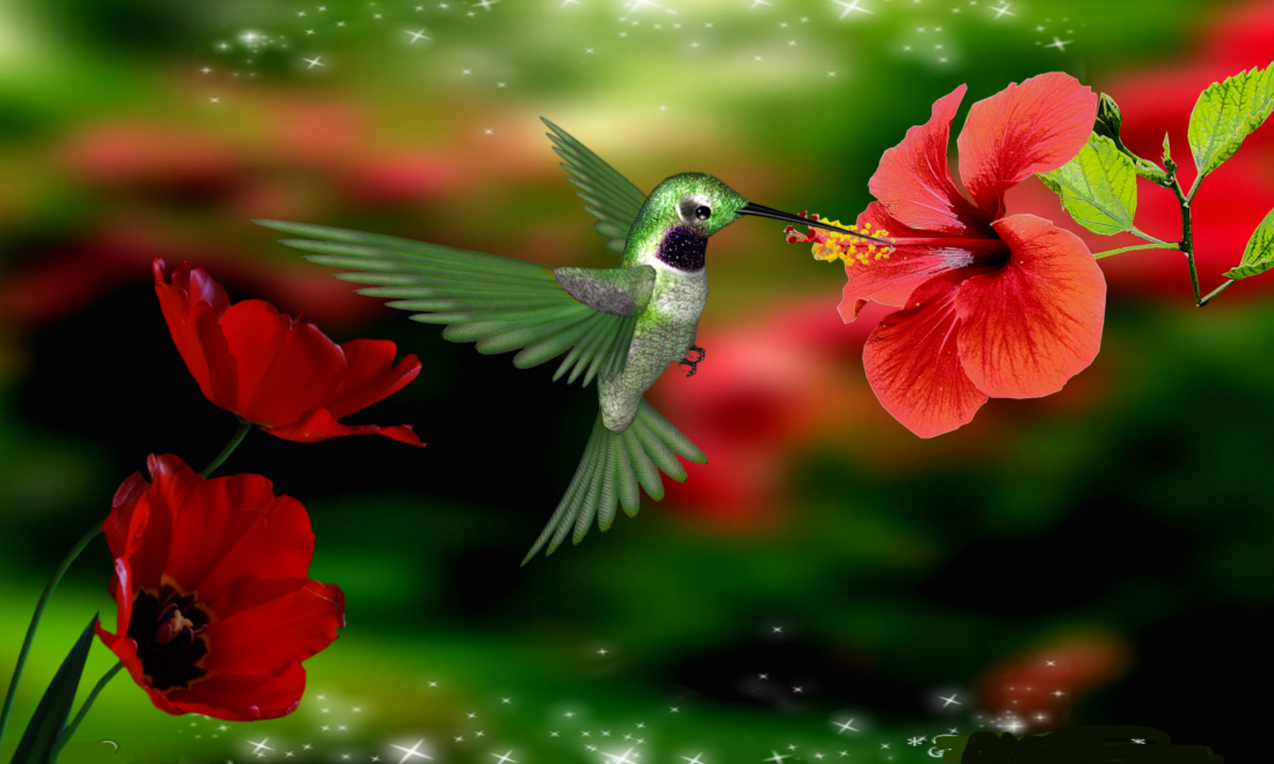 Colibri Beautiful Flowers With Hummingbird HD Wallpaper