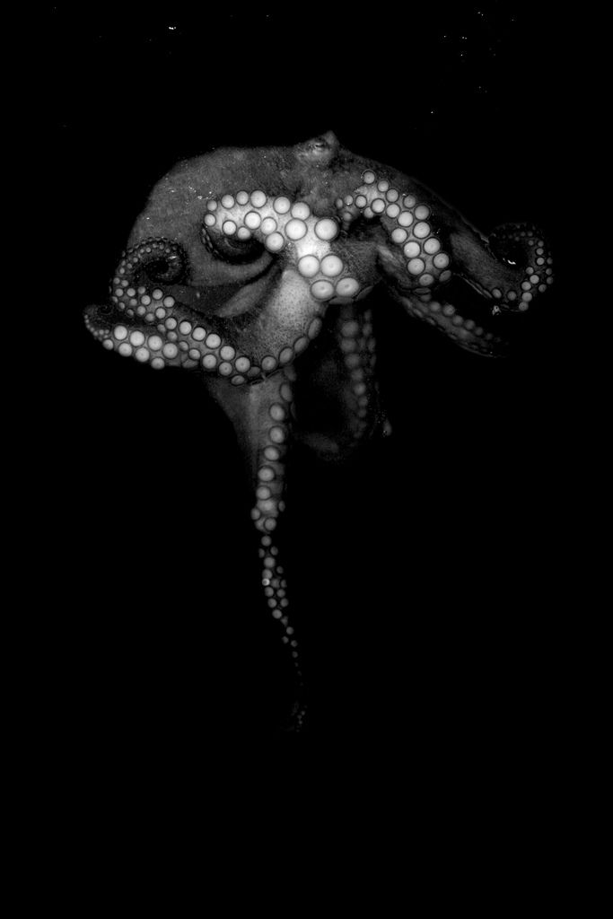 Octopus Kinda Creepy In An All Black Background Huh