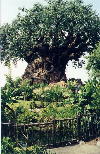 Life Picture Disney Tree Of Photo Wallpaper