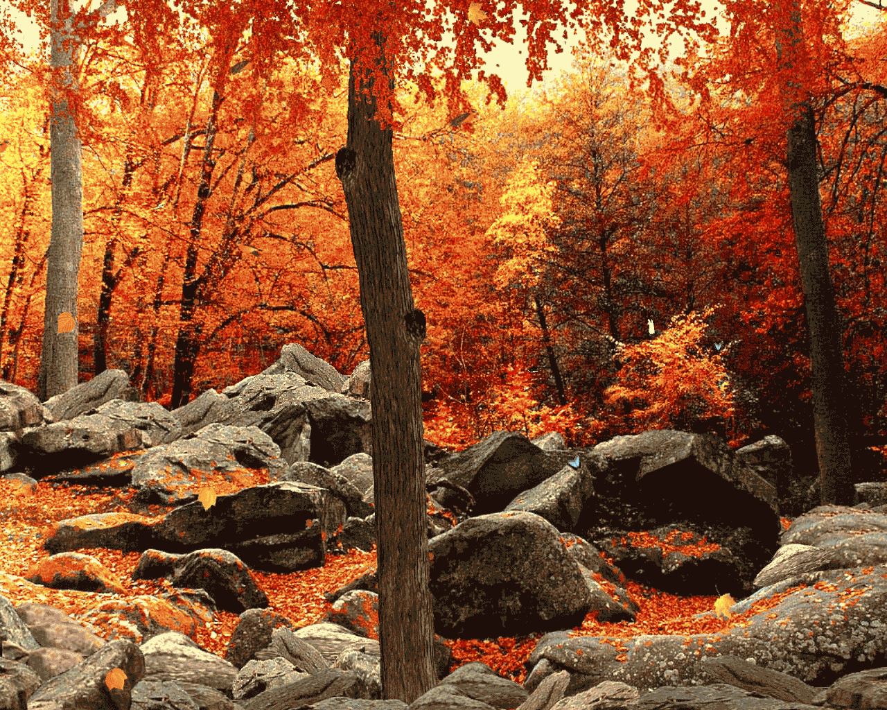3d Autumn Woods Have Fun Customizing This Screen Saver To Your