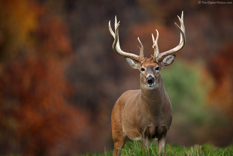 Details more than 71 monster buck wallpaper latest - in.cdgdbentre