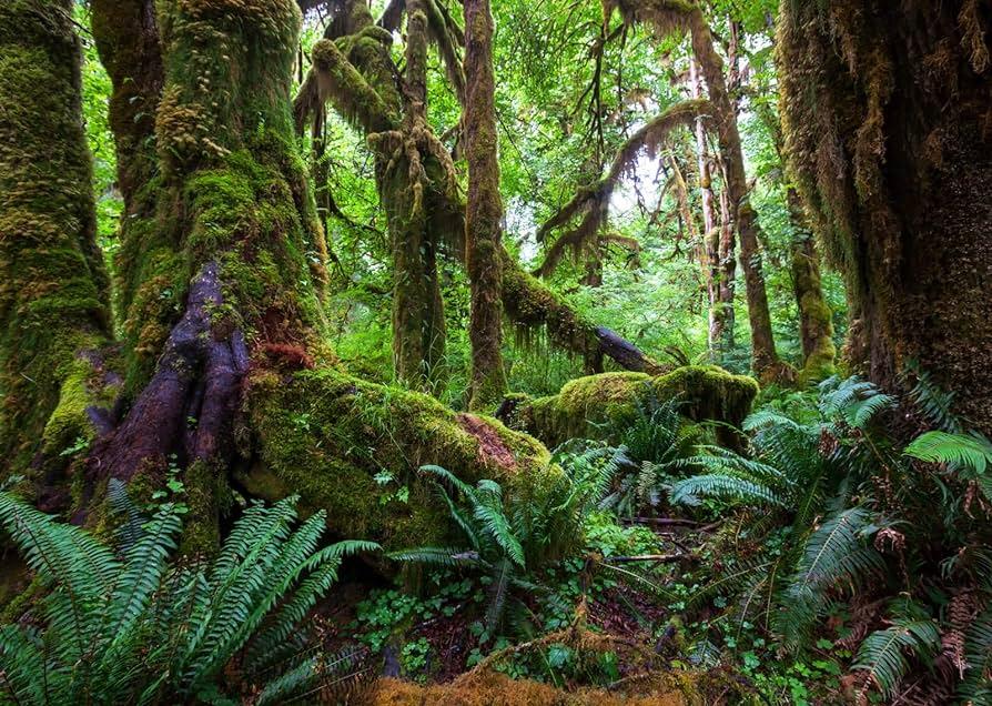 Amazon Corfoto Fabric Tropical Rainforest Backdrop