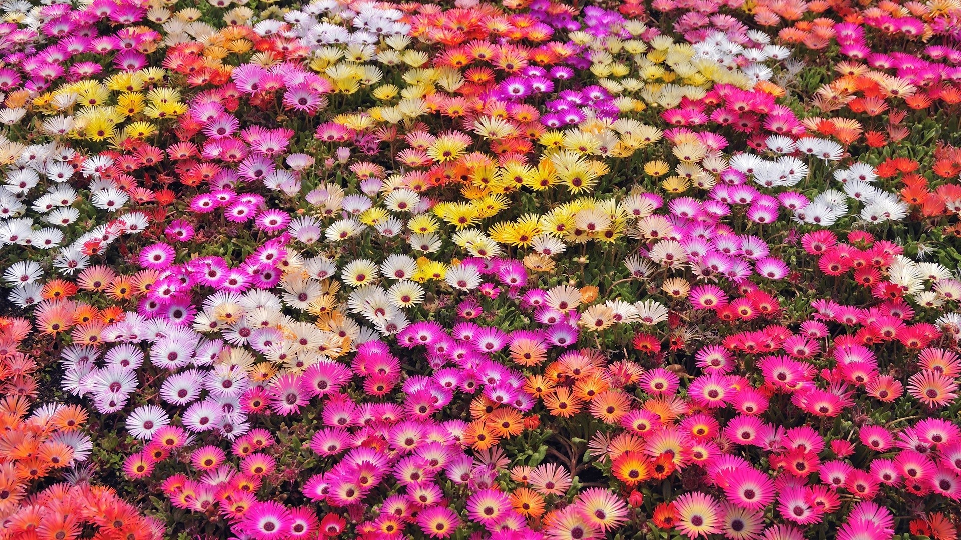 Nature Flowers Garden Petals Colors Abstract Plants Wallpaper