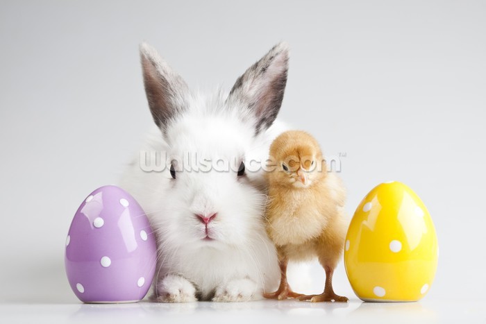 Wallpaper Animal Easter Bunny On Chick White Background