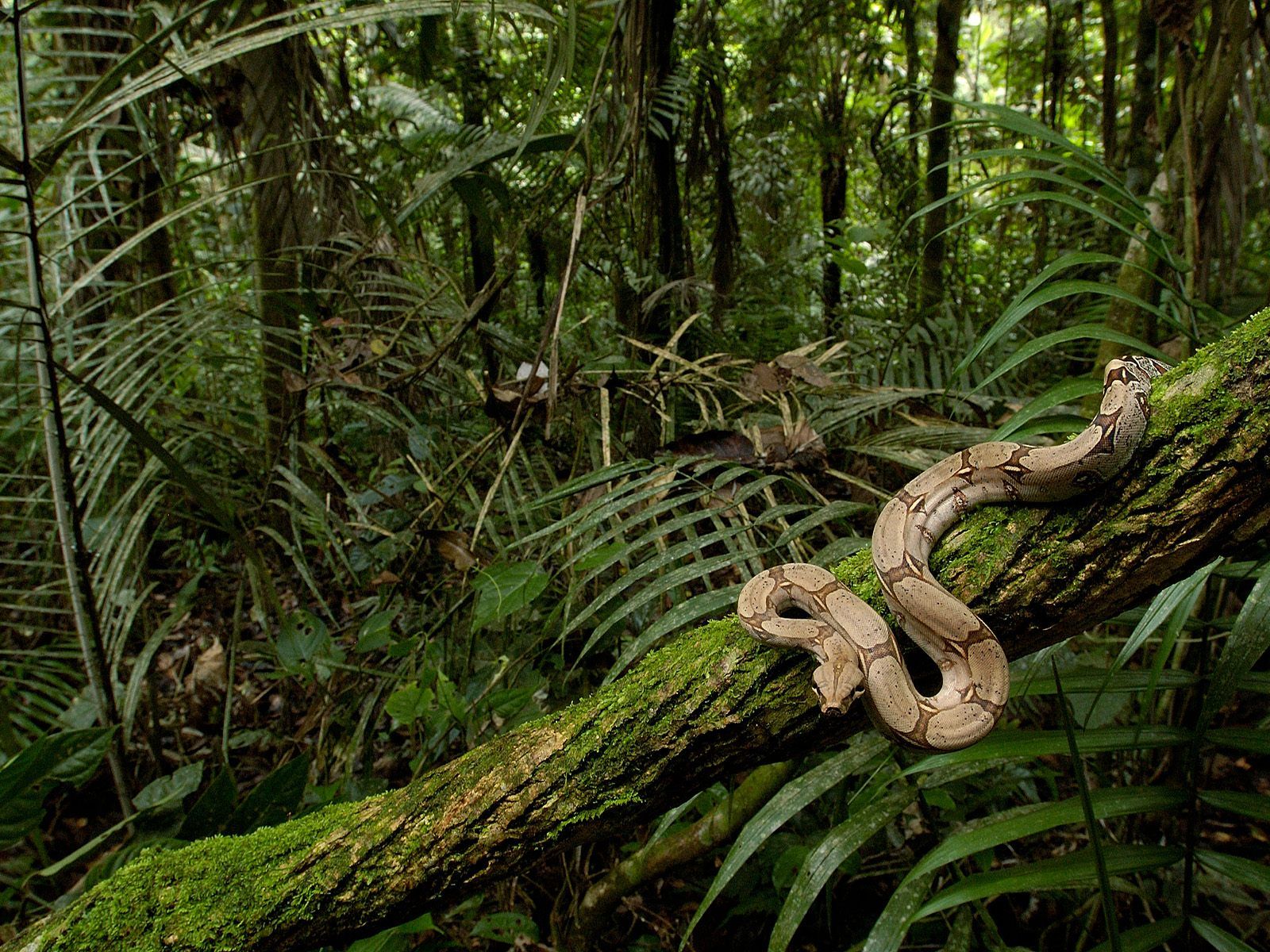 Amazon Rain Forest Rainforest Wallpaper HD Image At