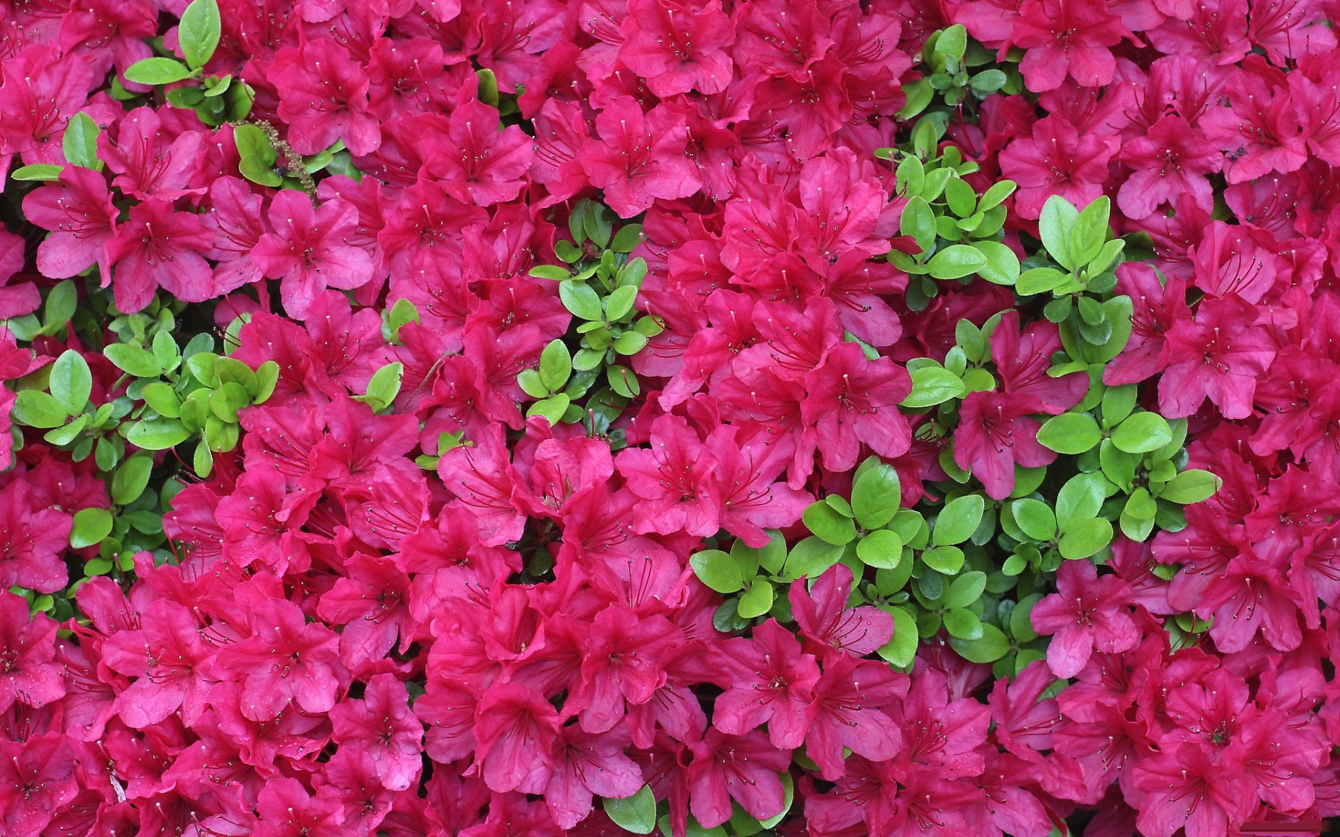 Fuchsia Colored Flowers Wallpaper
