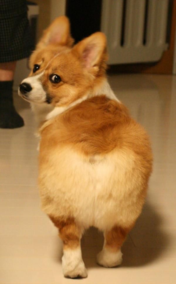 Cutest Corgi Pictures Fluffy Butt The Ever
