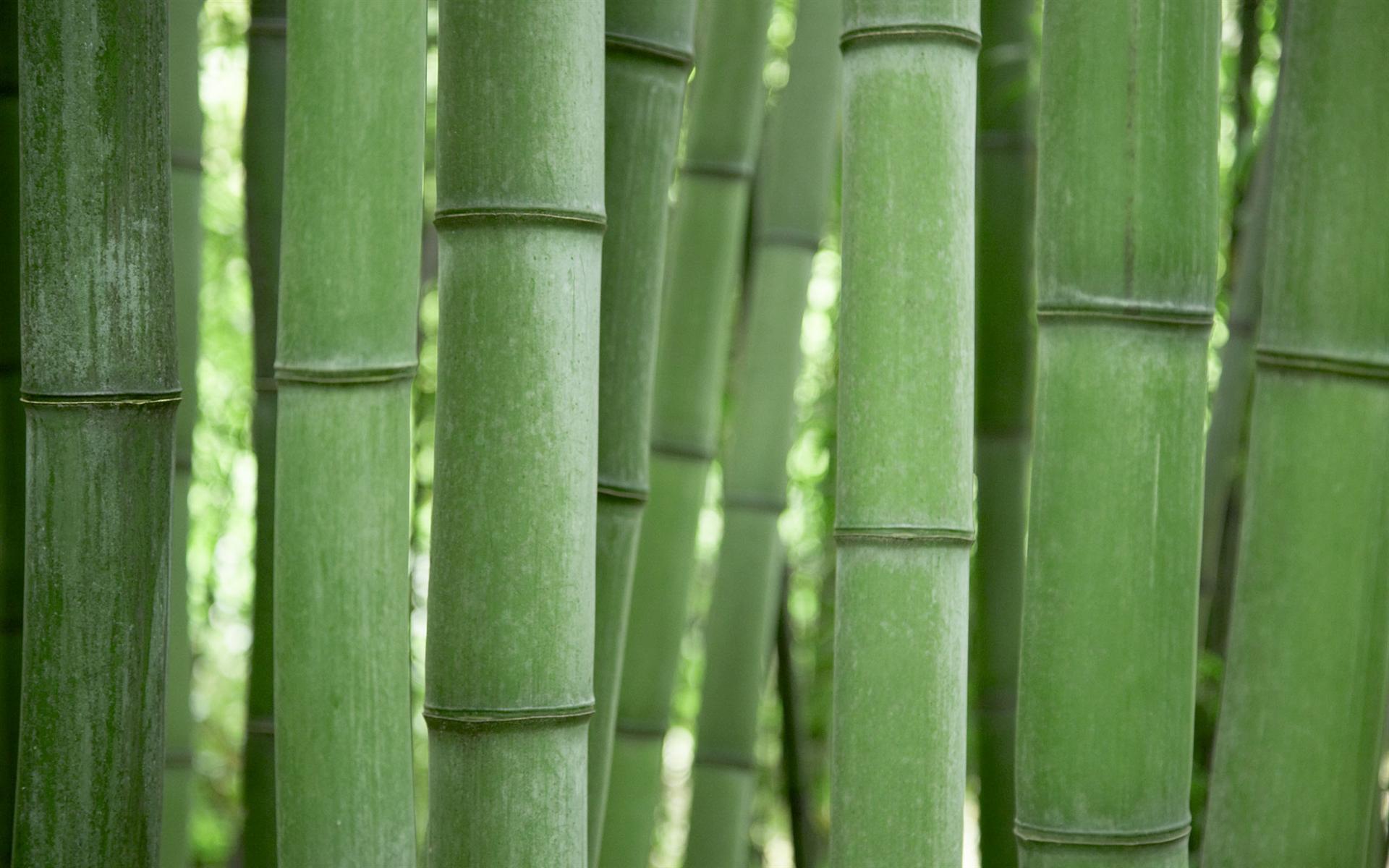 Green Bamboo Desktop Wallpaper