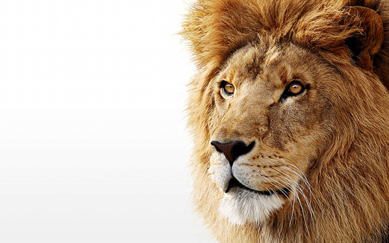 Lion Photo Wallpaper For Desktop Lions On White