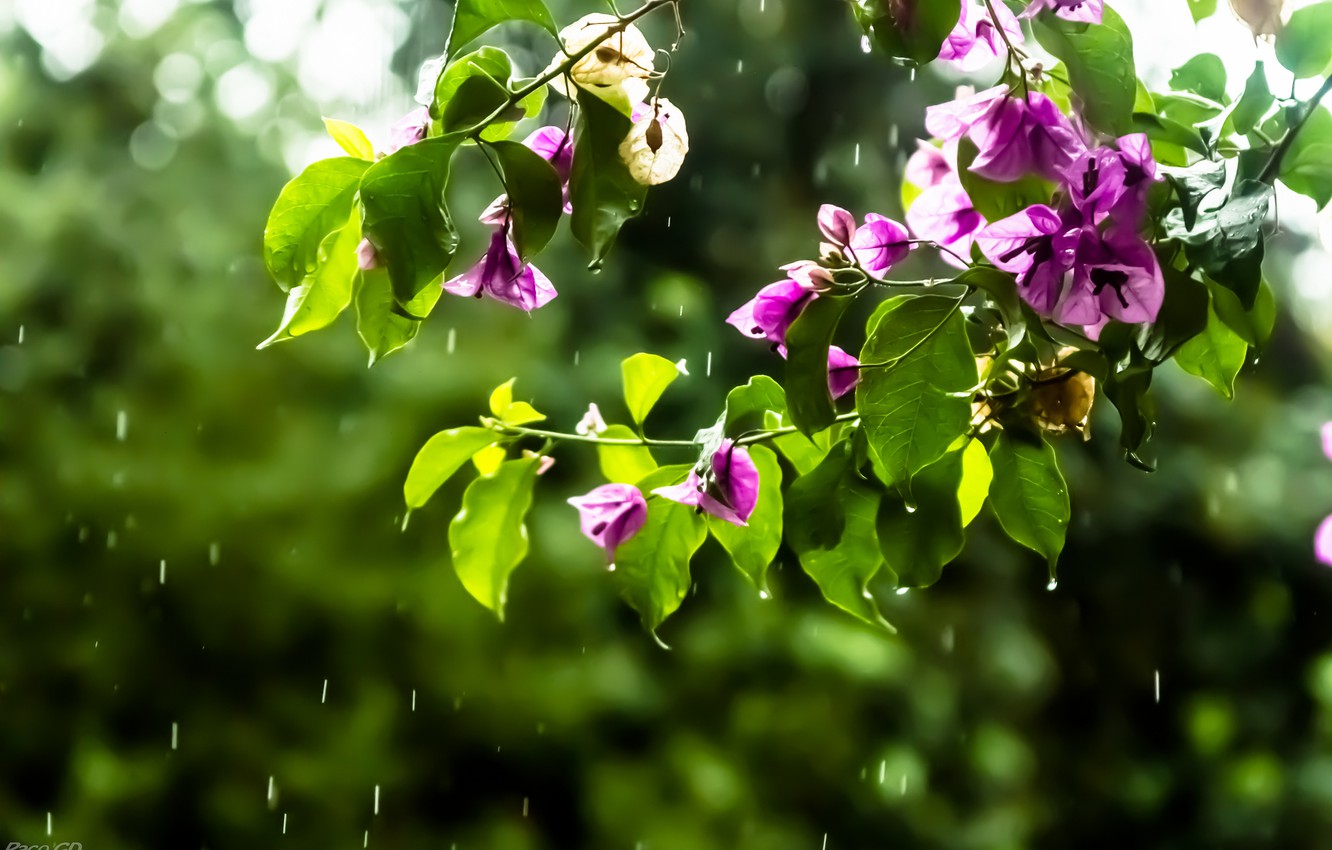 Wallpaper Drops Flowers Branches Rain Pink Bougainvillea