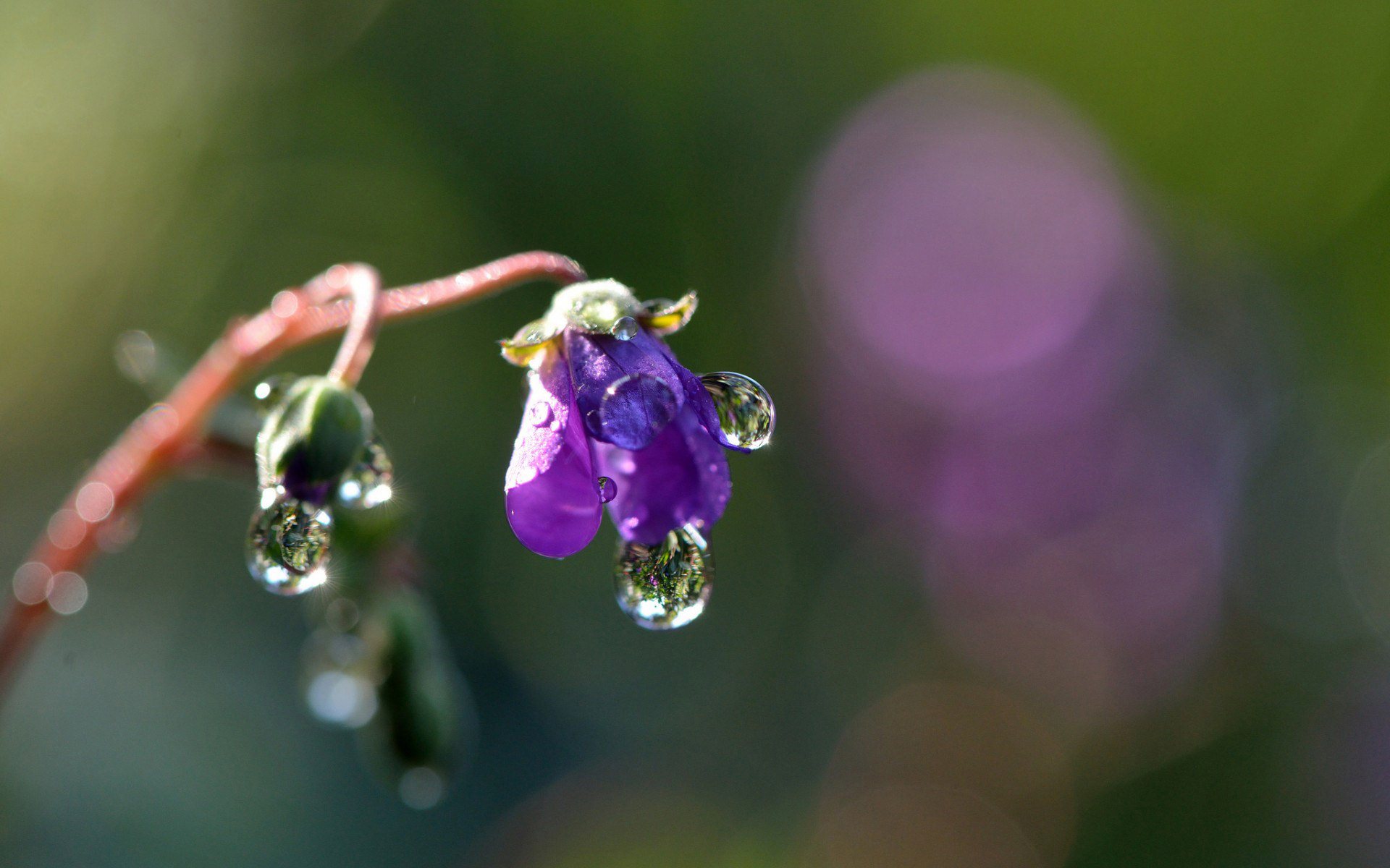 Water Drops on Purple Flower Widescreen HD Wallpaper 1920x1200