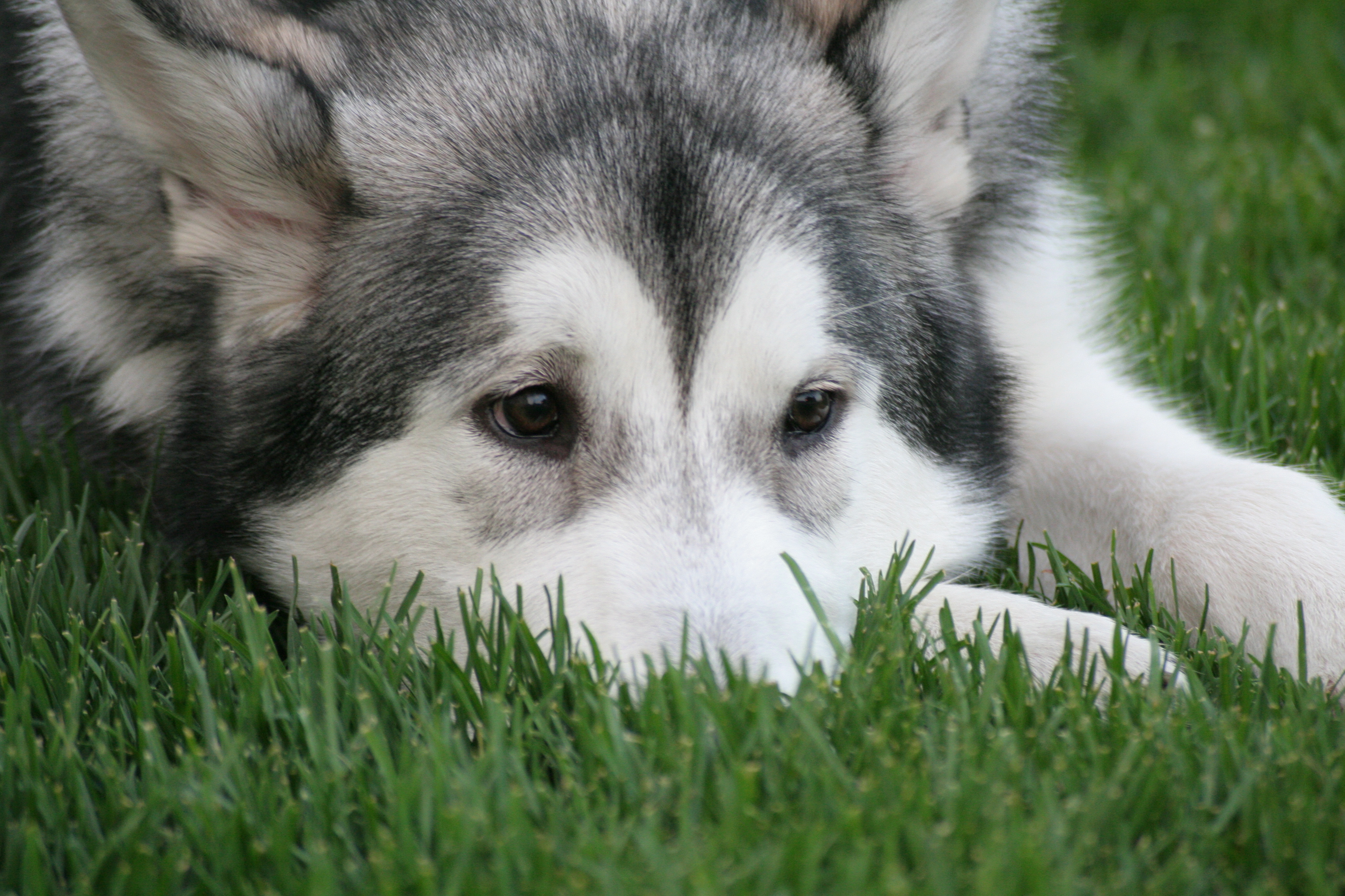Malamute Is Sad Lying On The Grass Wallpaper And Image