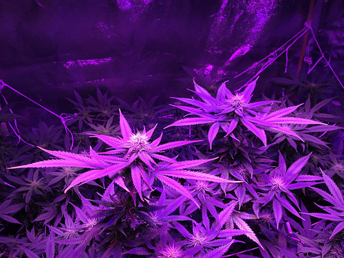 HD Purple Weed Wallpaper