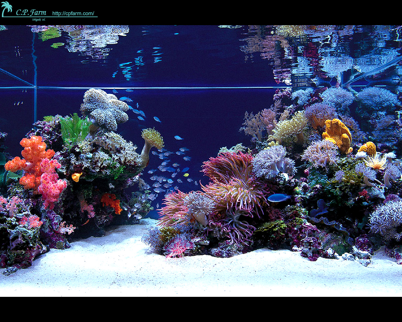 Top One Of The Most Discussed Japanese Reef Tanks