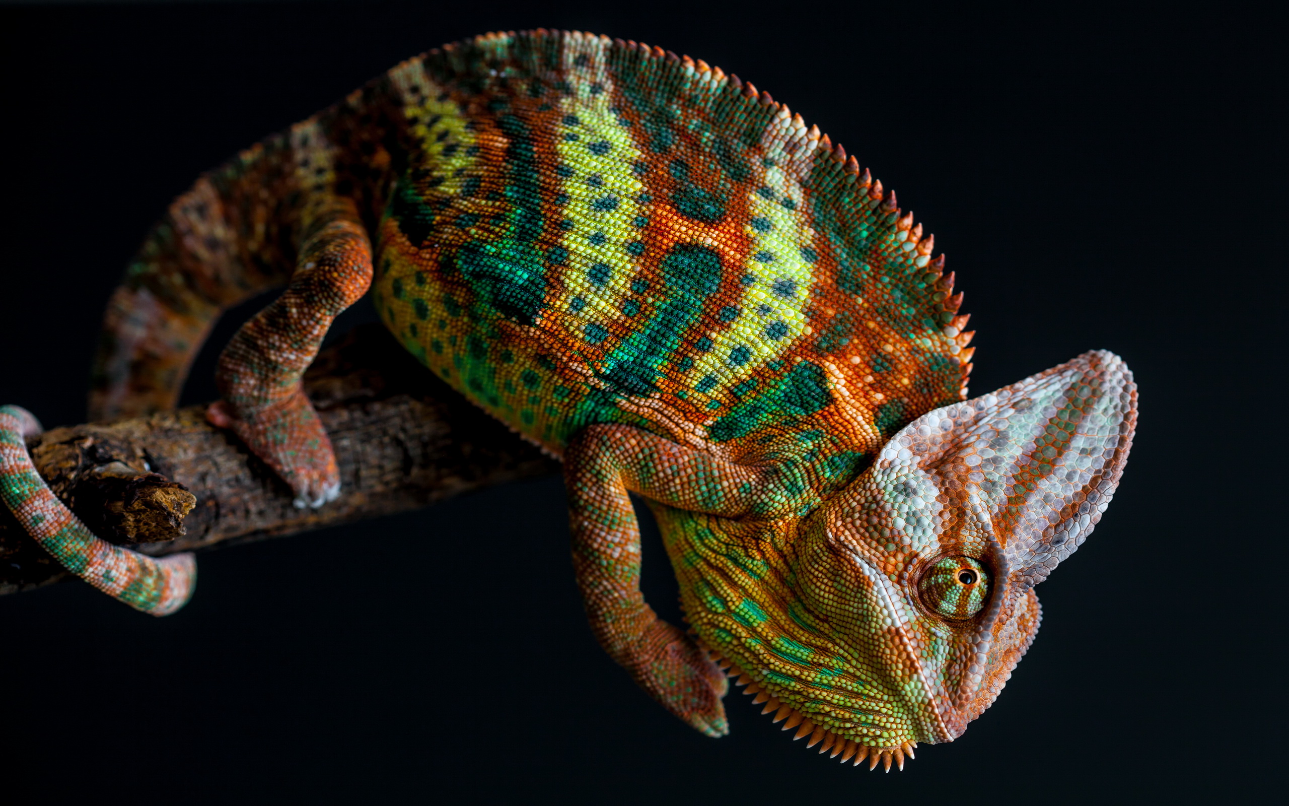 Chameleon Wallpaper