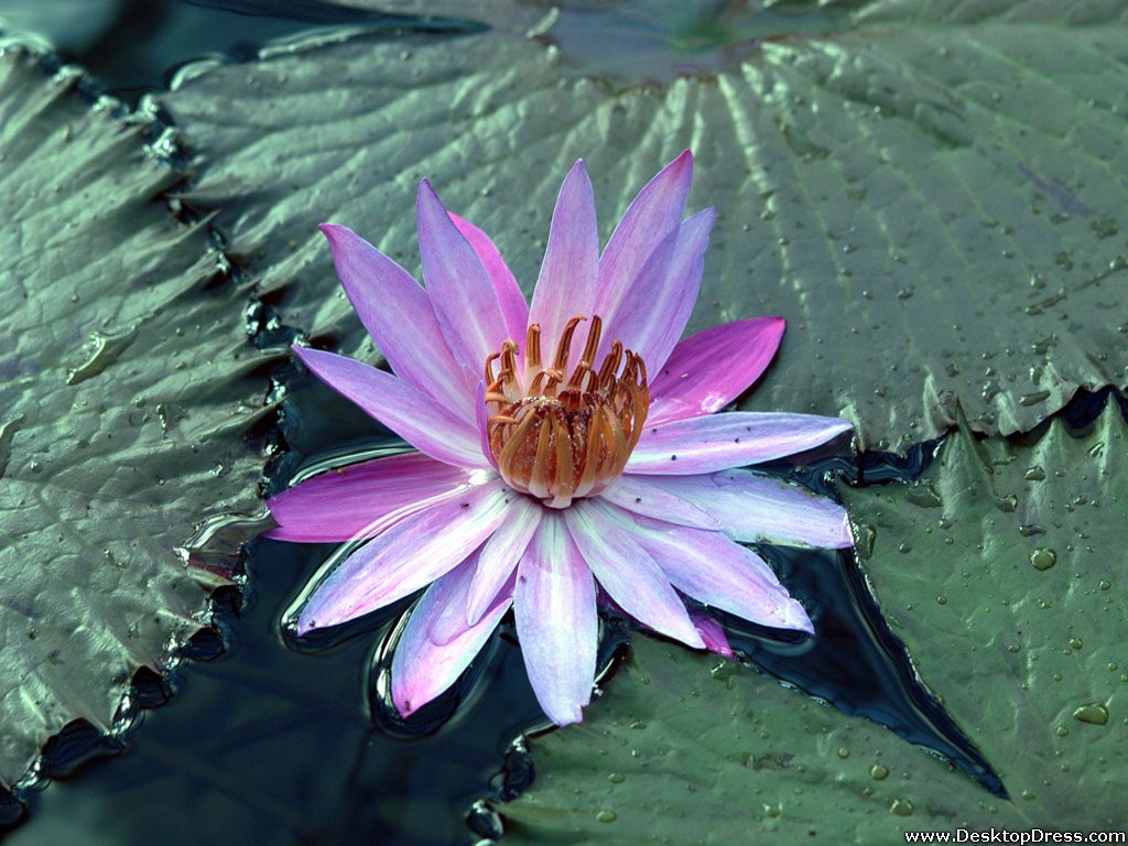 Wallpaper Flowers Gardens Background Nice Water Lily