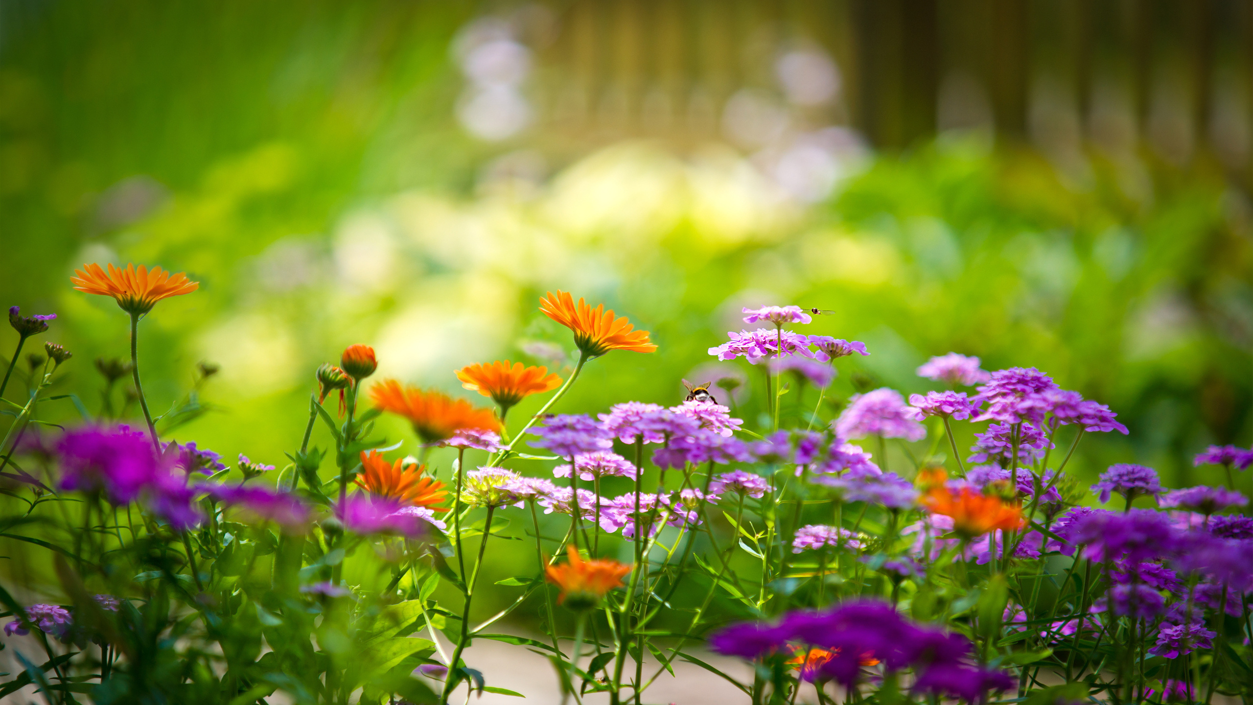 Garden Wallpaper HD