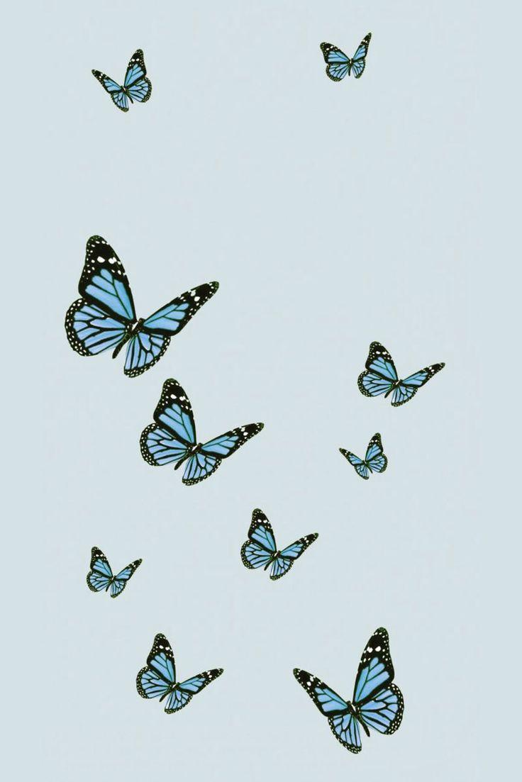 Blue Butterfly Wallpaper iPhone