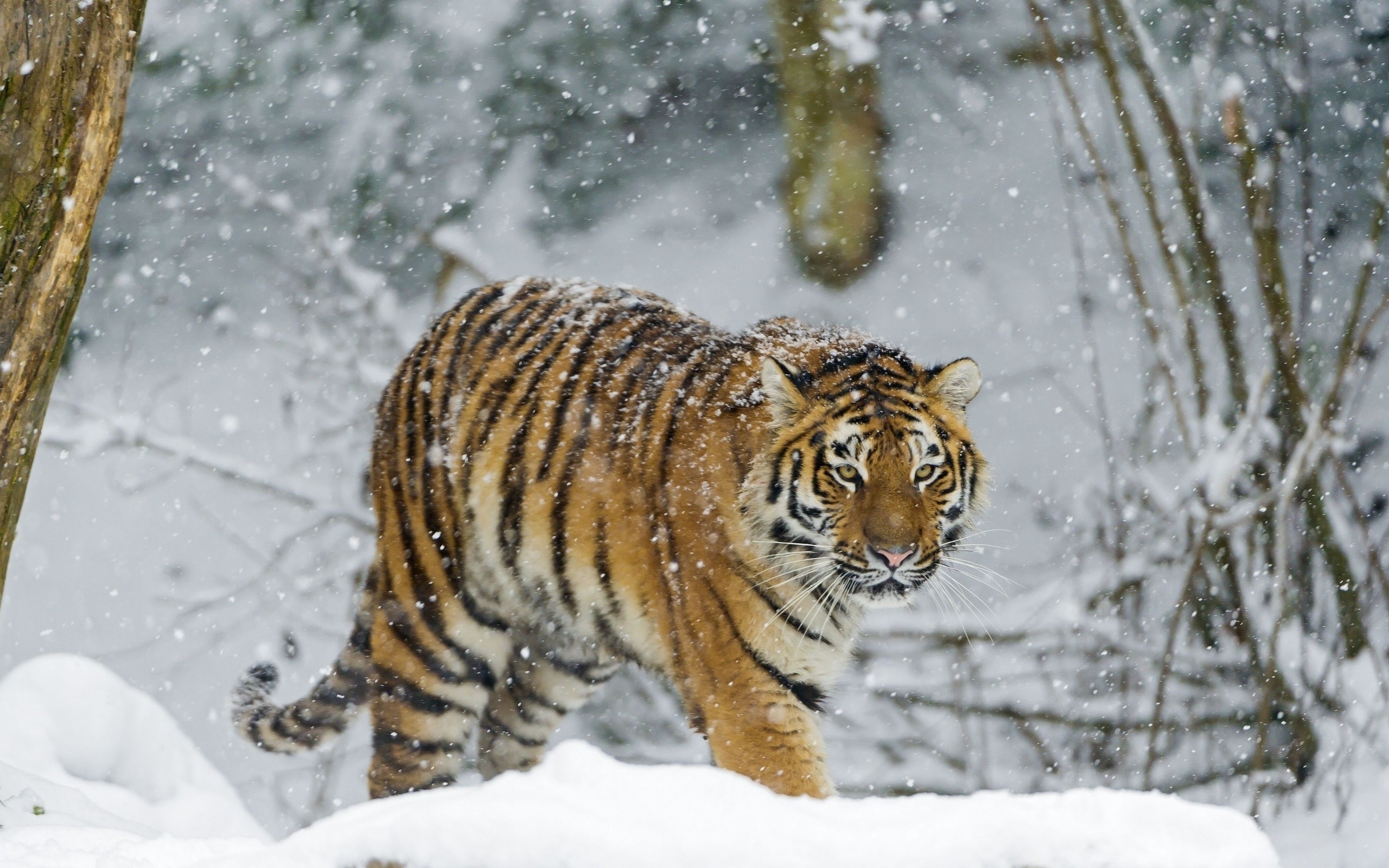 Snow animals tigers