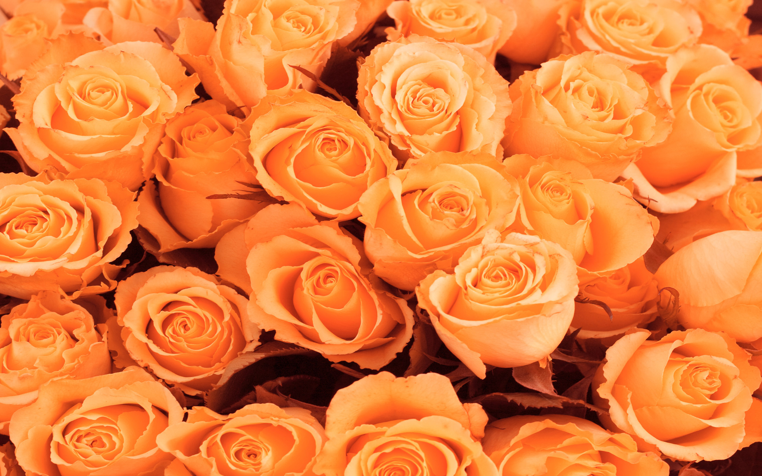 Orange Roses wallpaper 2560x1600