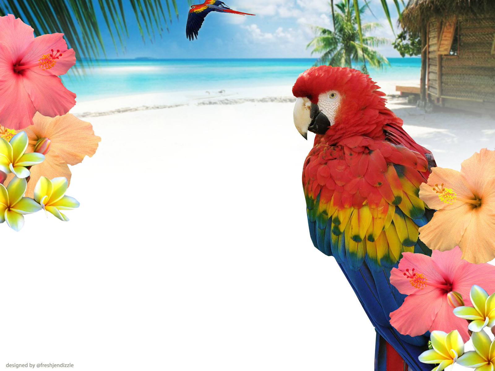 free twitter background tropical free High Quality Free