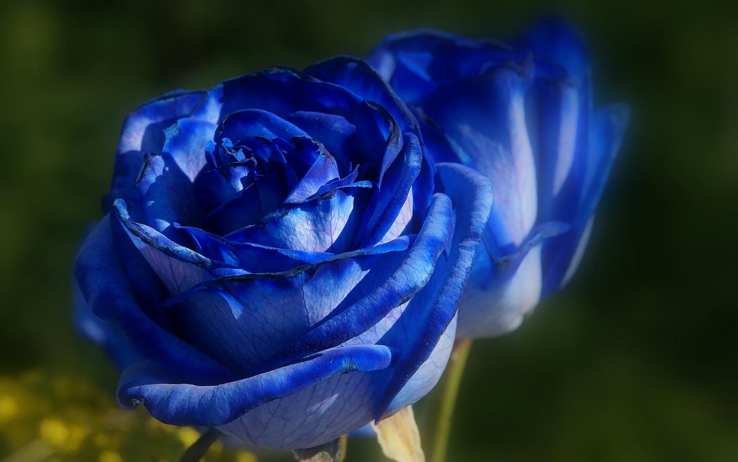 Beautifull Blue Roses Desktop Full HD Wallpaper