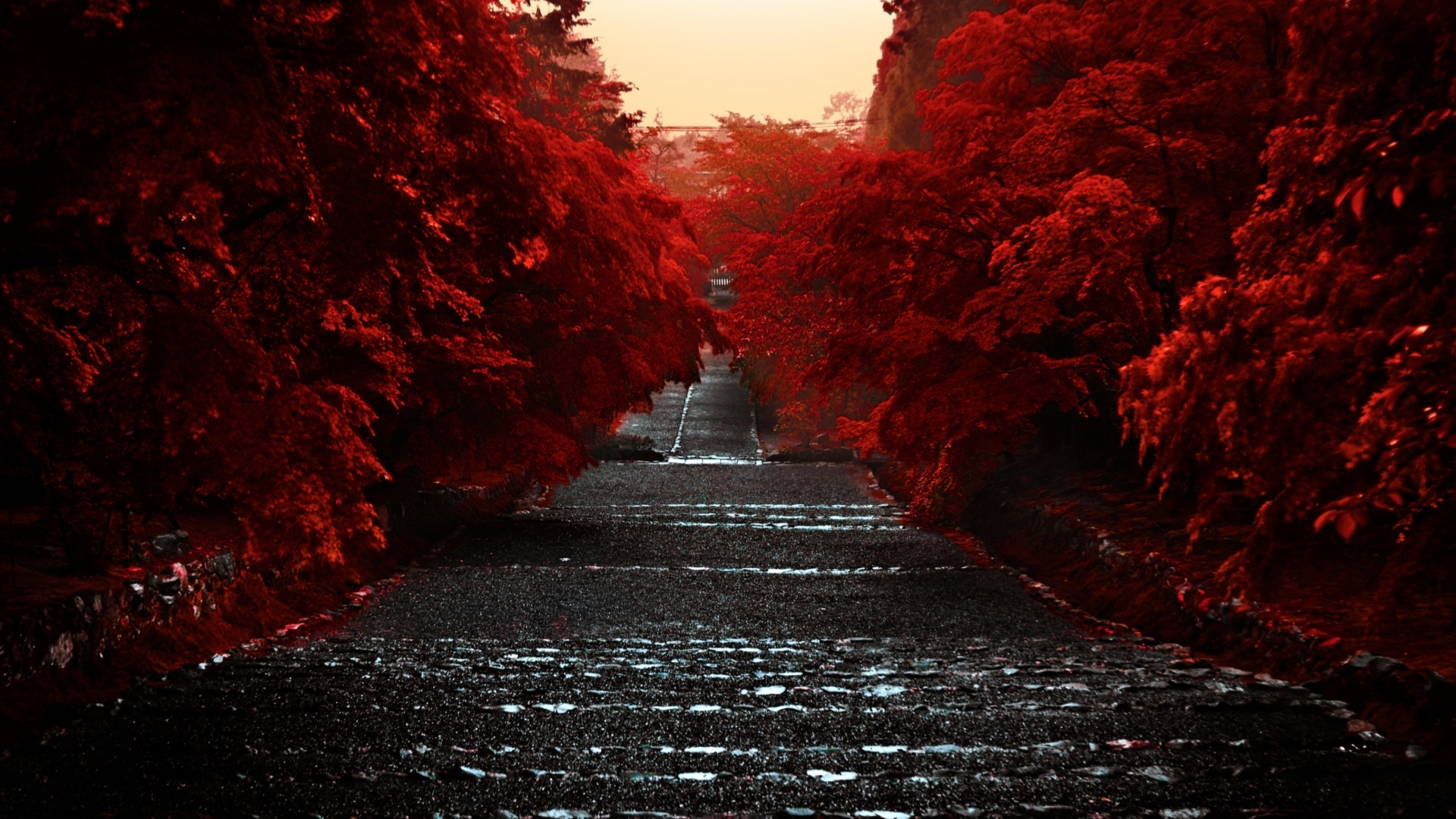 A mesmerizing 4K wallpaper showcasing a Japanese pathway lined with vibrant red maple trees, leading towards a distant structure. The cobblestone path glistens subtly, hinting at recent rainfall, creating a serene and captivating atmosphere