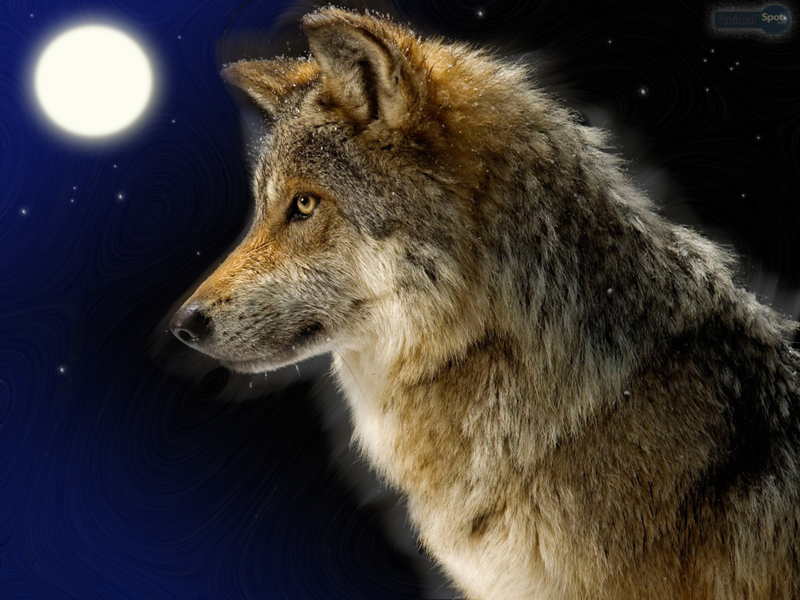 Lone Wolf Hd Wallpaper Download All of the wolf wallpapers bellow have ...