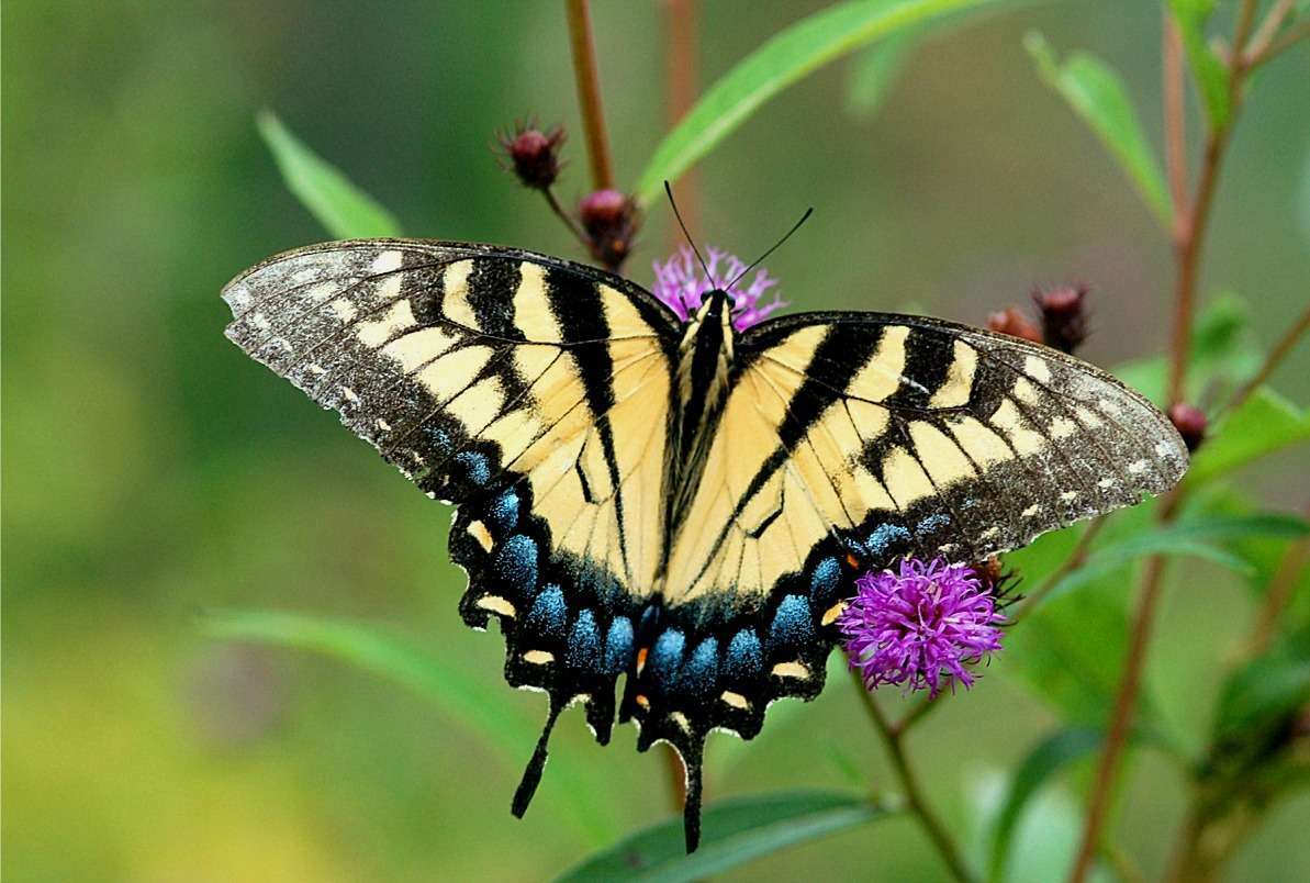 lep tiger swallowtail butterfly06 download