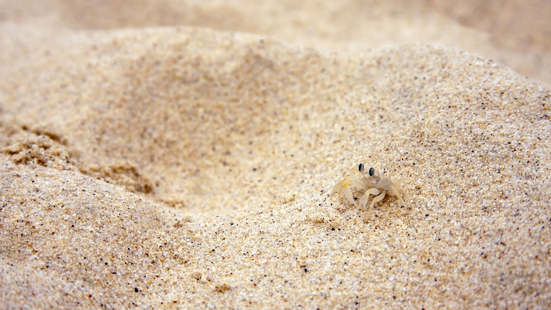 Beach Sand Wallpaper 1920x1080 Beach Sand Crabs