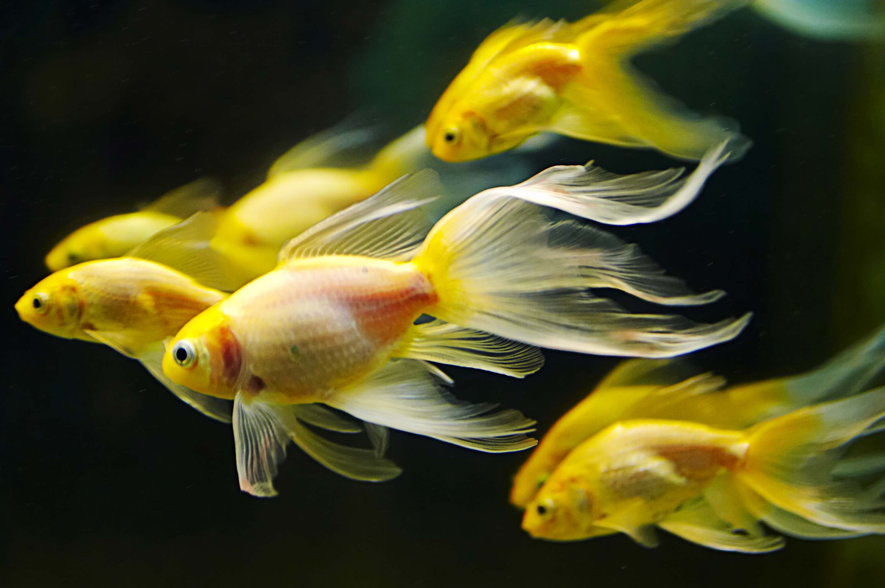 Gold Fish Desktop Wallpaper Baltana