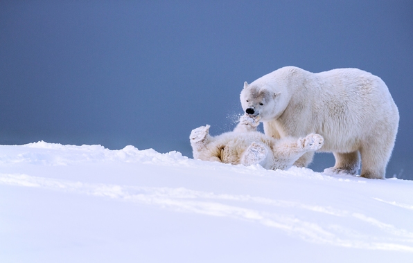 Wallpaper Polar Bears Bear Cub Game Fun Alaska Snow