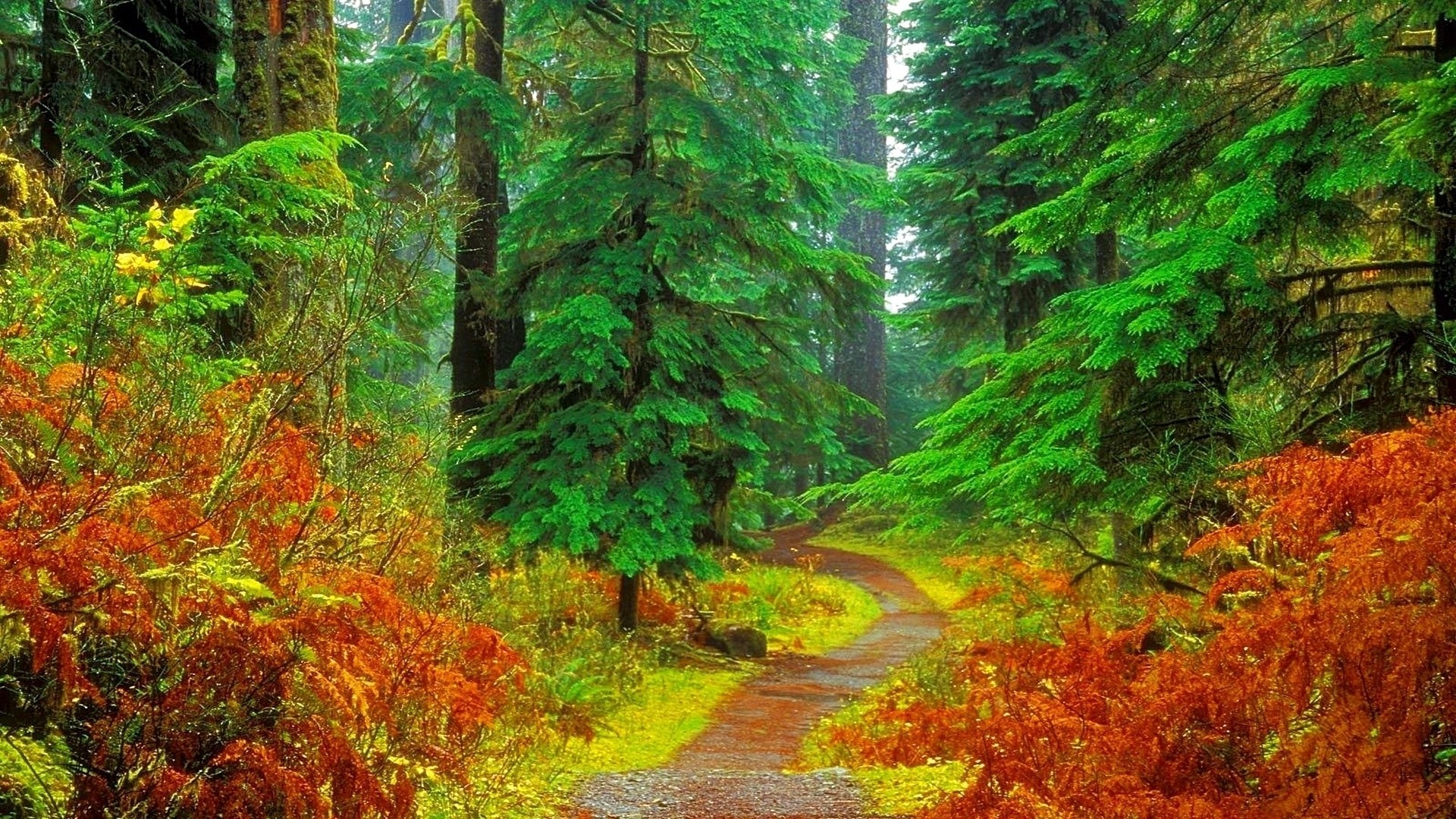 Forest Green Wallpaper