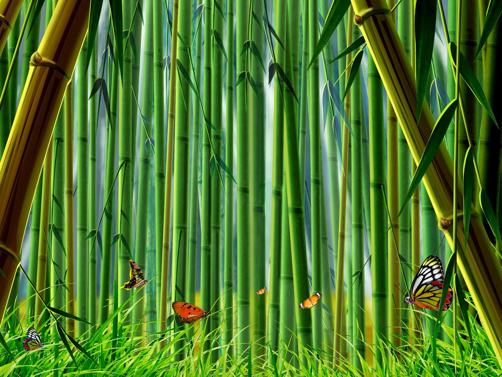 Bamboo Forest HD Desktop Wallpaper Beautiful