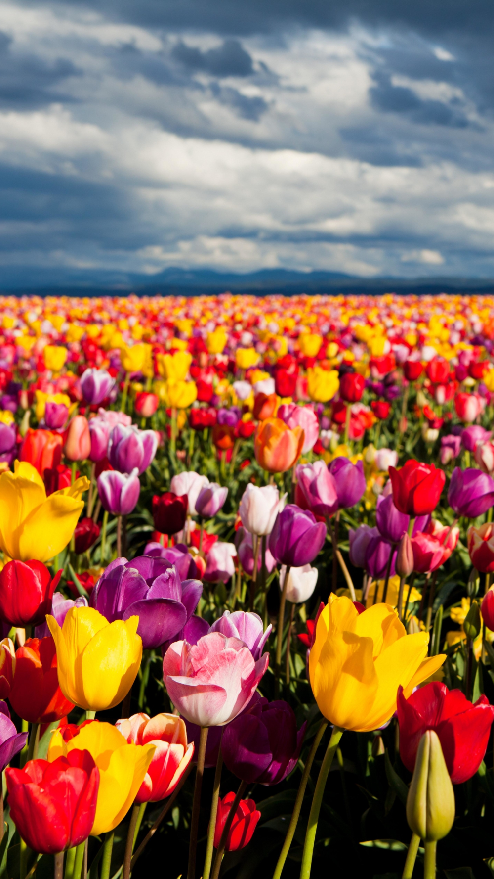 456de5ca1ebe8f26307330747f51fc24 Wallpaper