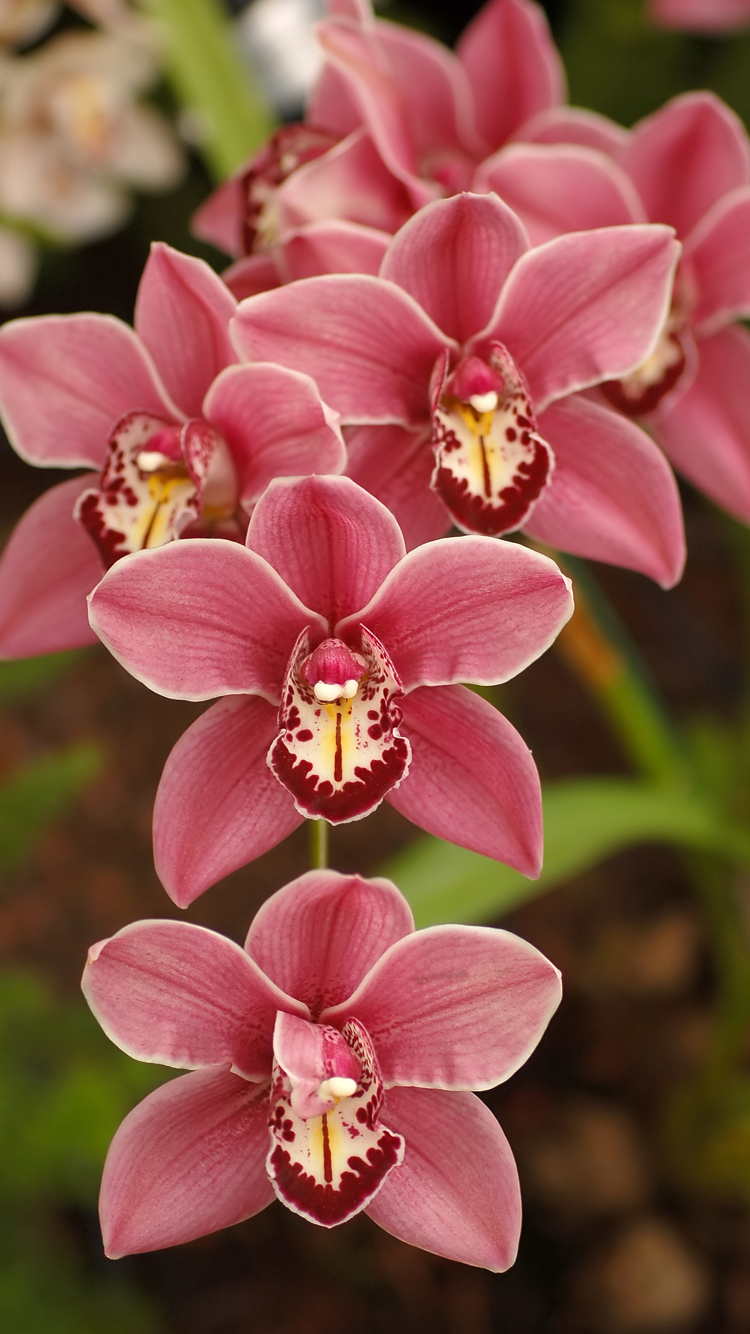Apple iPhone 6s Wallpaper With Cymbidium Orchid Flower HD