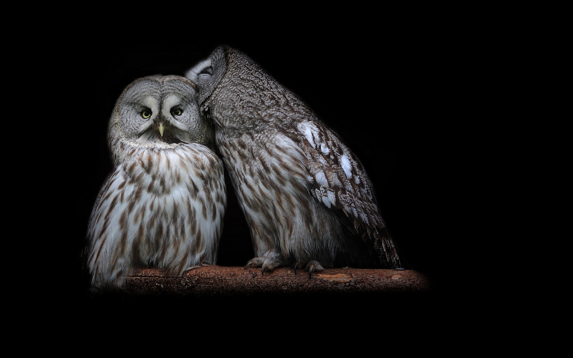Owl Puter Wallpaper Desktop Background