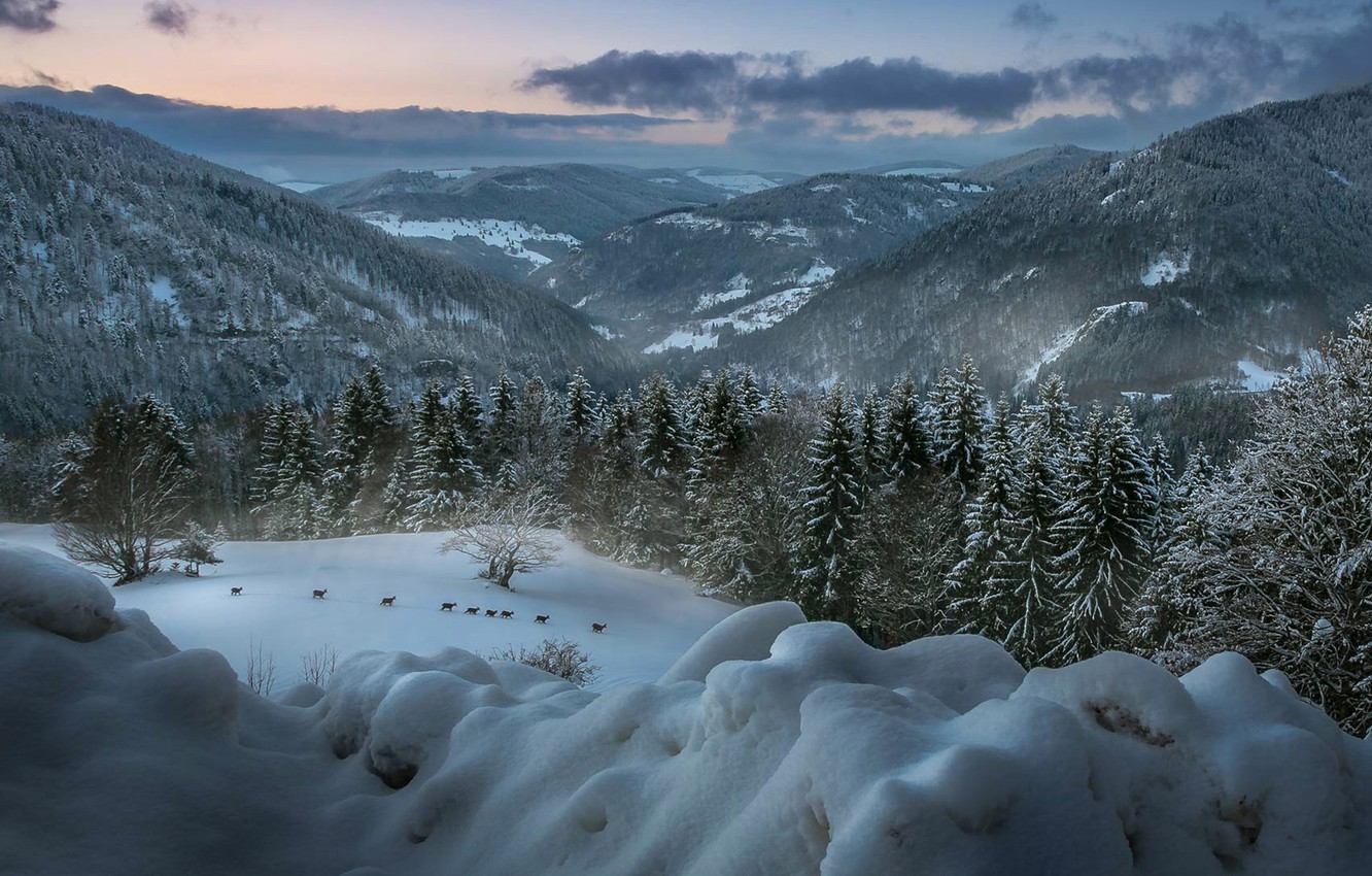 Wallpaper Winter Forest Animals Landscape Mountains Germany