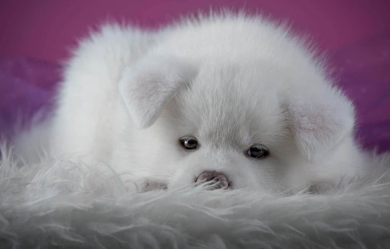 Pink Puppies Wallpaper S