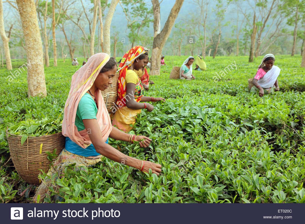 free-download-assam-tea-garden-high-resolution-stock-photography-and