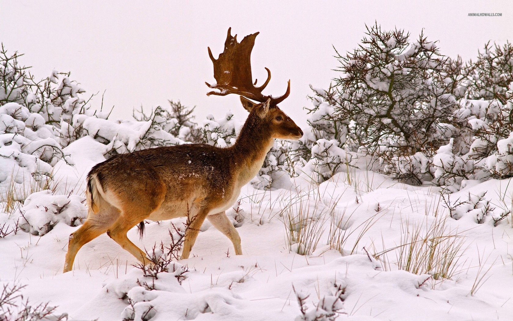 Deer HD Wallpaper In Winter Pixel Nature